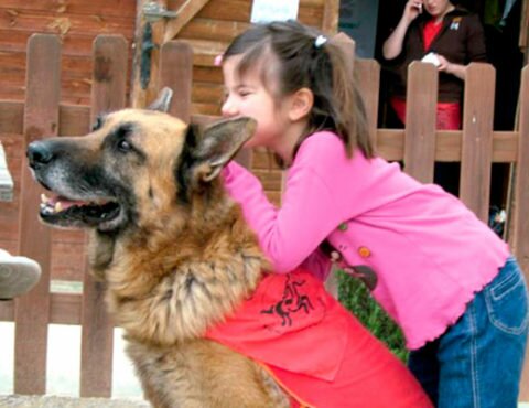 Actividad 4: Terapia asistida con perros